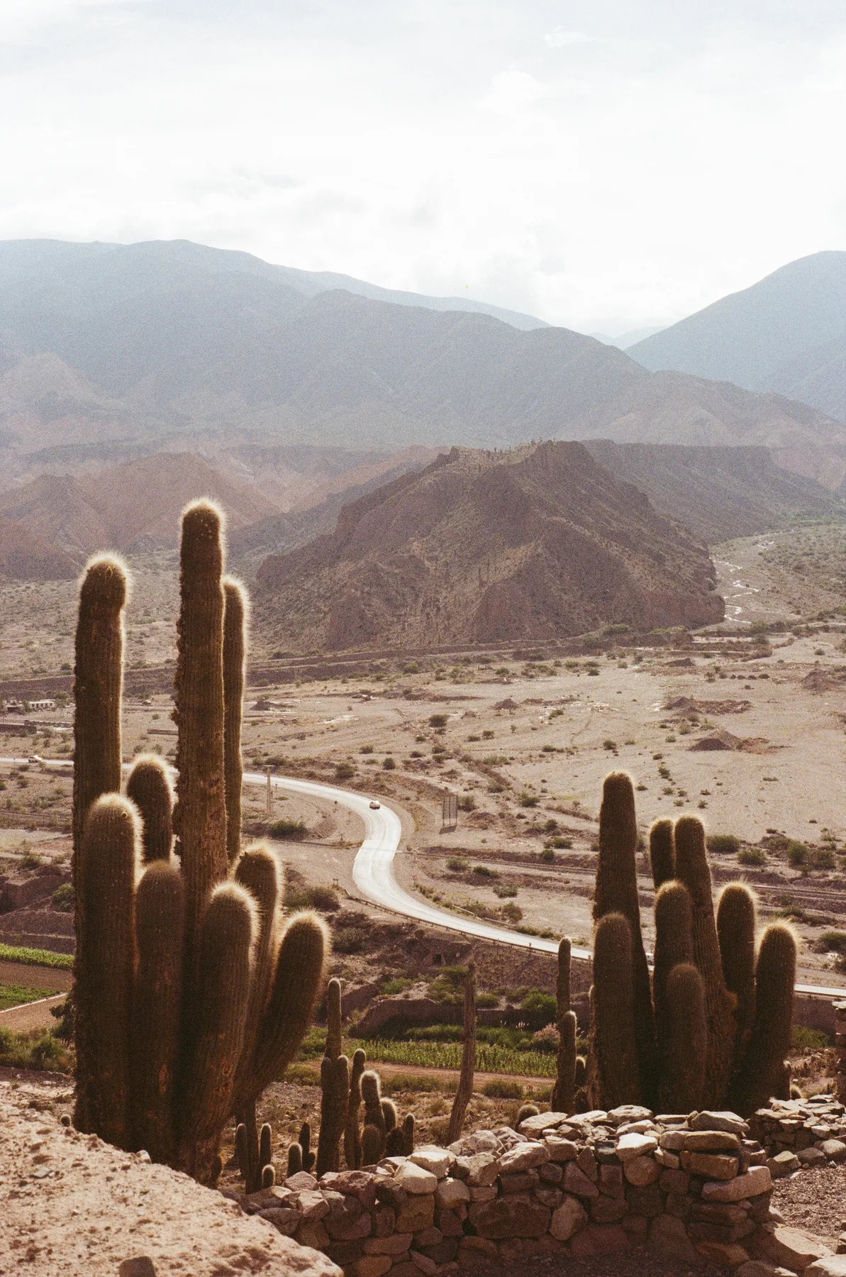 Tall cacti rising before distant mountains