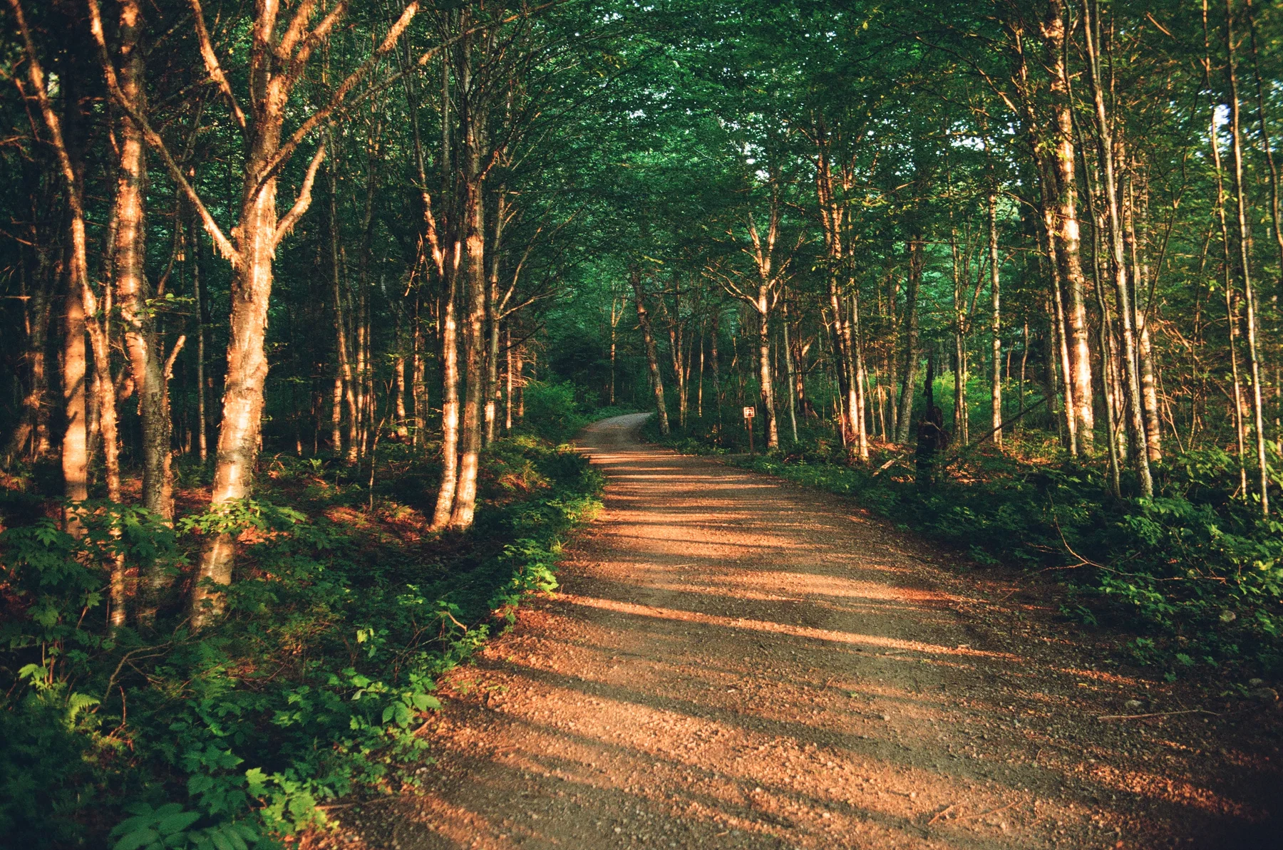 Warm light falling across a path through green woodland