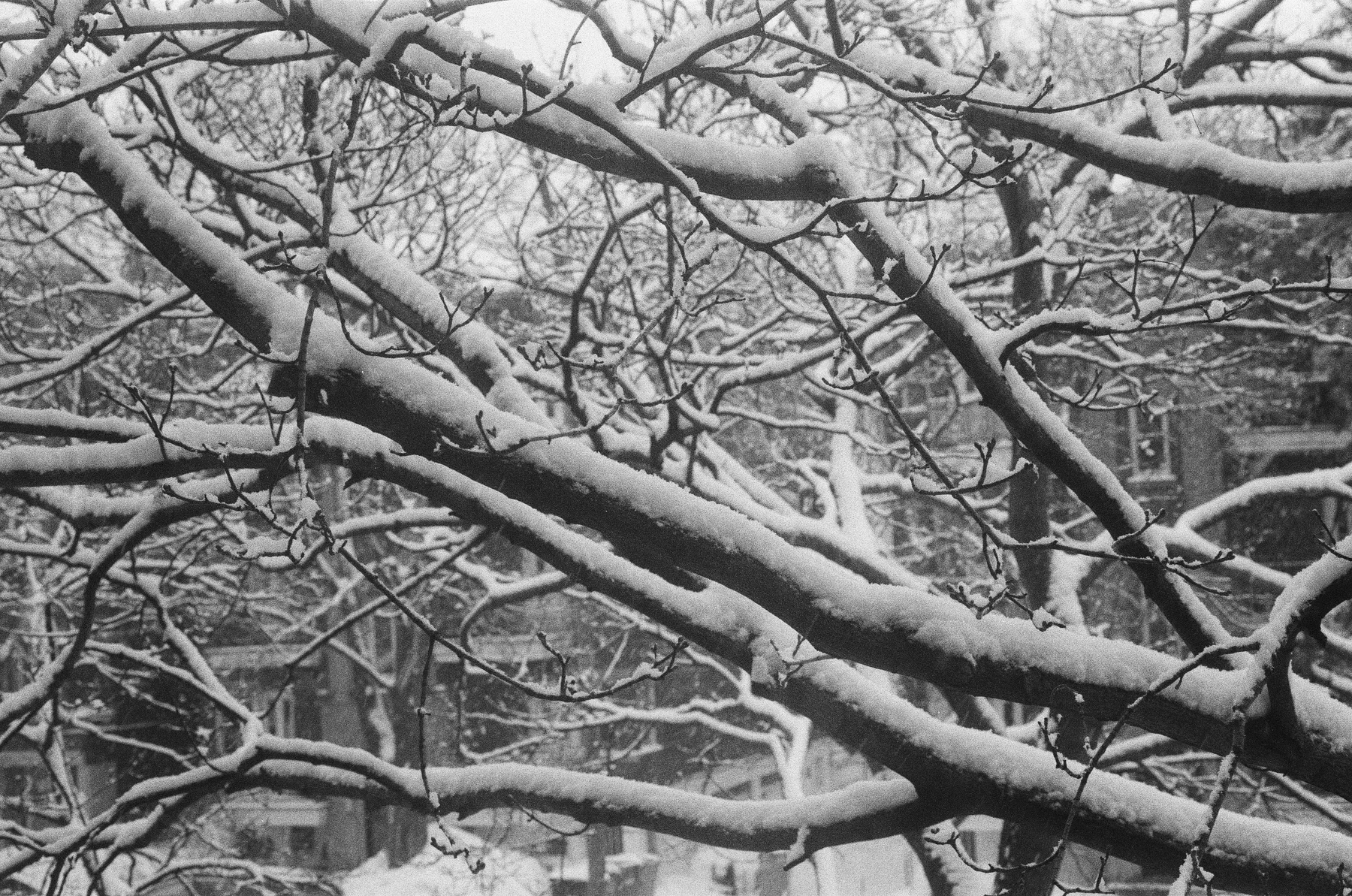 Snow gathered on a dense network of bare branches