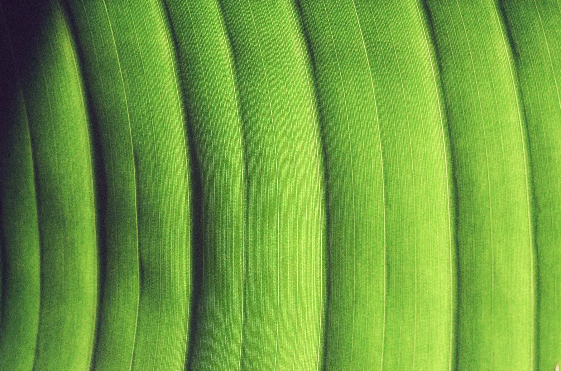 Parallel folds of a vivid green leaf